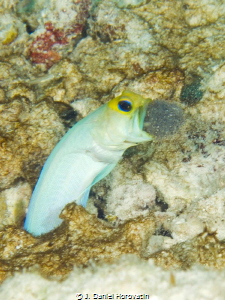 Male yellowhead jawfish aerating his batch of eggs. by J. Daniel Horovatin 